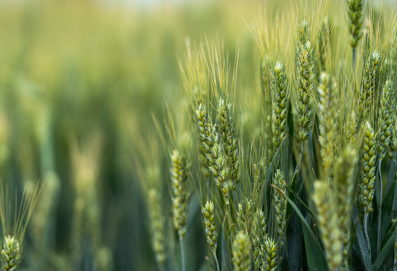 Green wheat