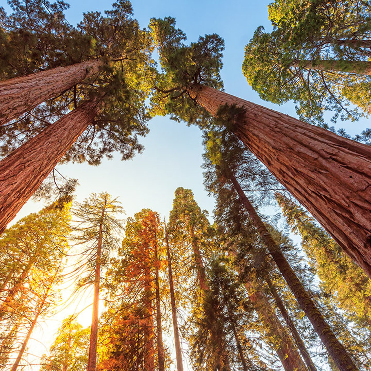 Red Wood Trees