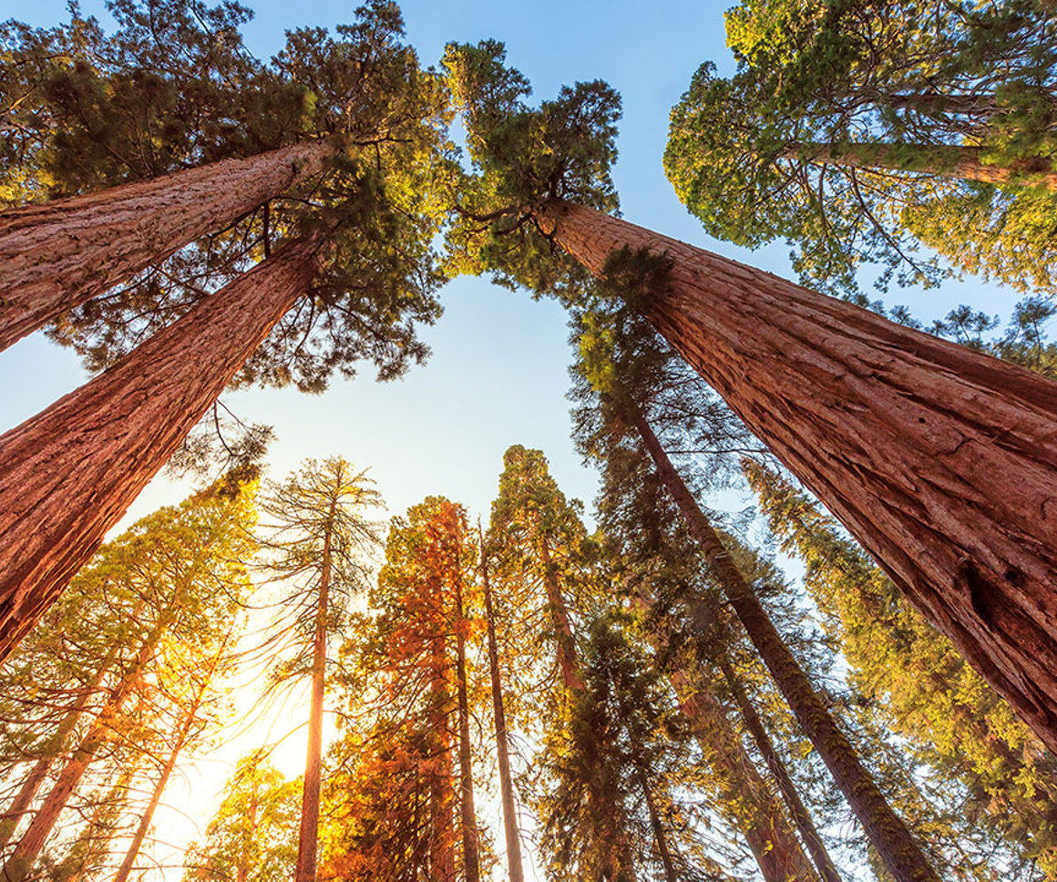 Red Wood Trees