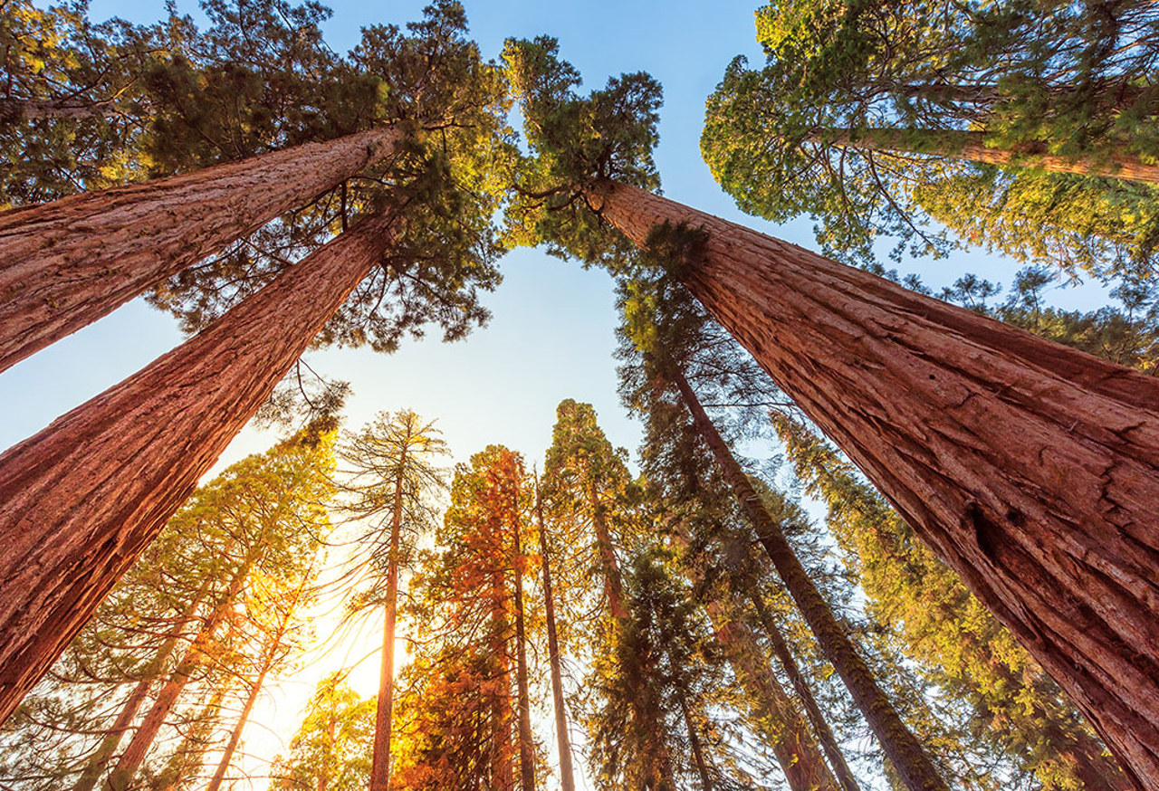 Red Wood Trees