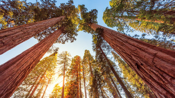 Red Wood Trees