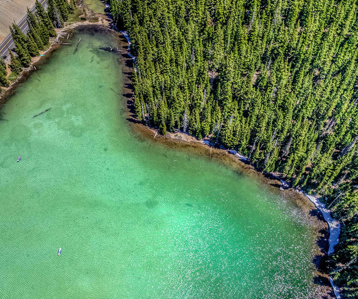 Pine Trees By Lake