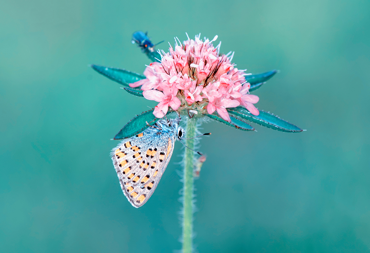 Butterfly on a pink flower