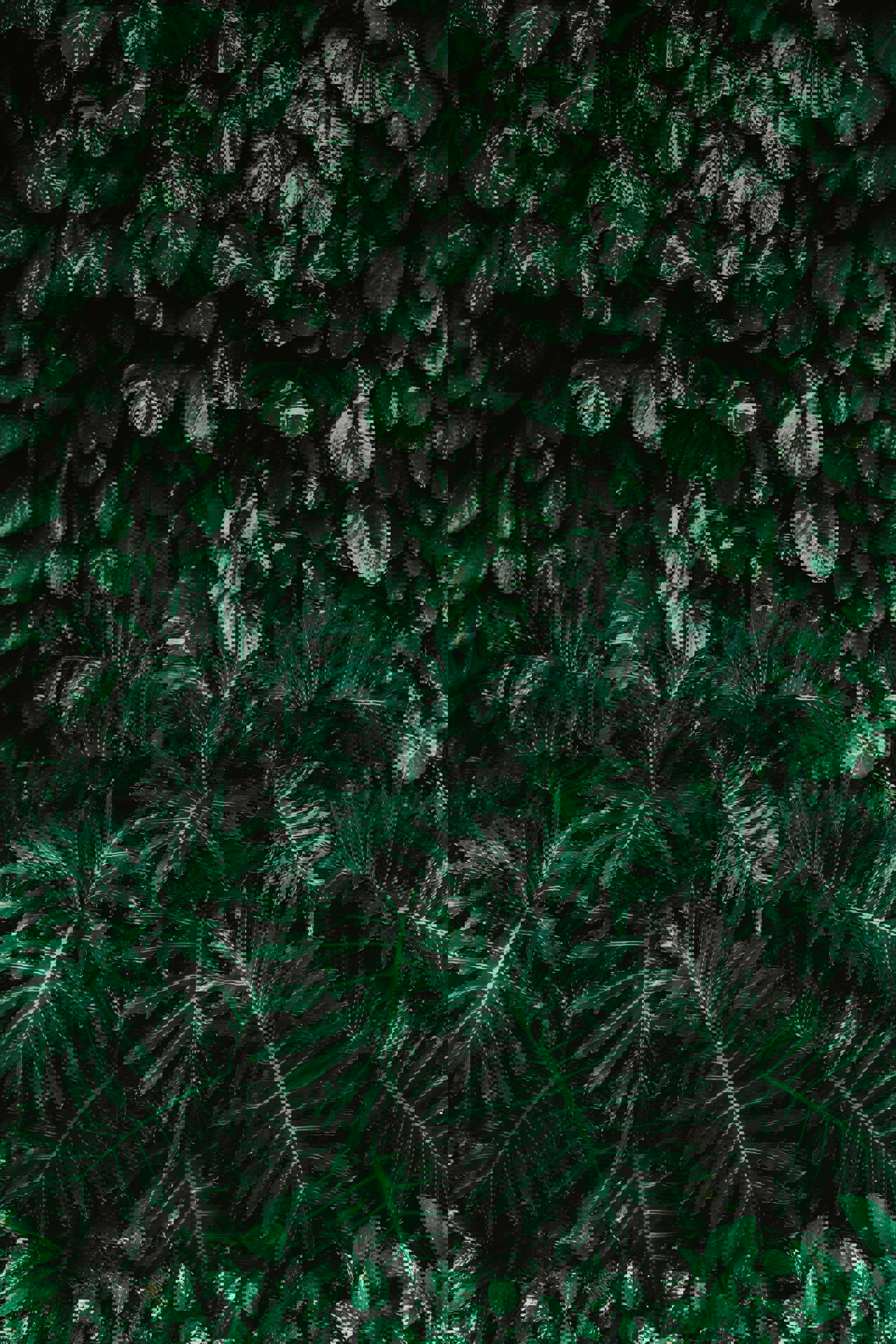 Dark green plants with variated leaves
