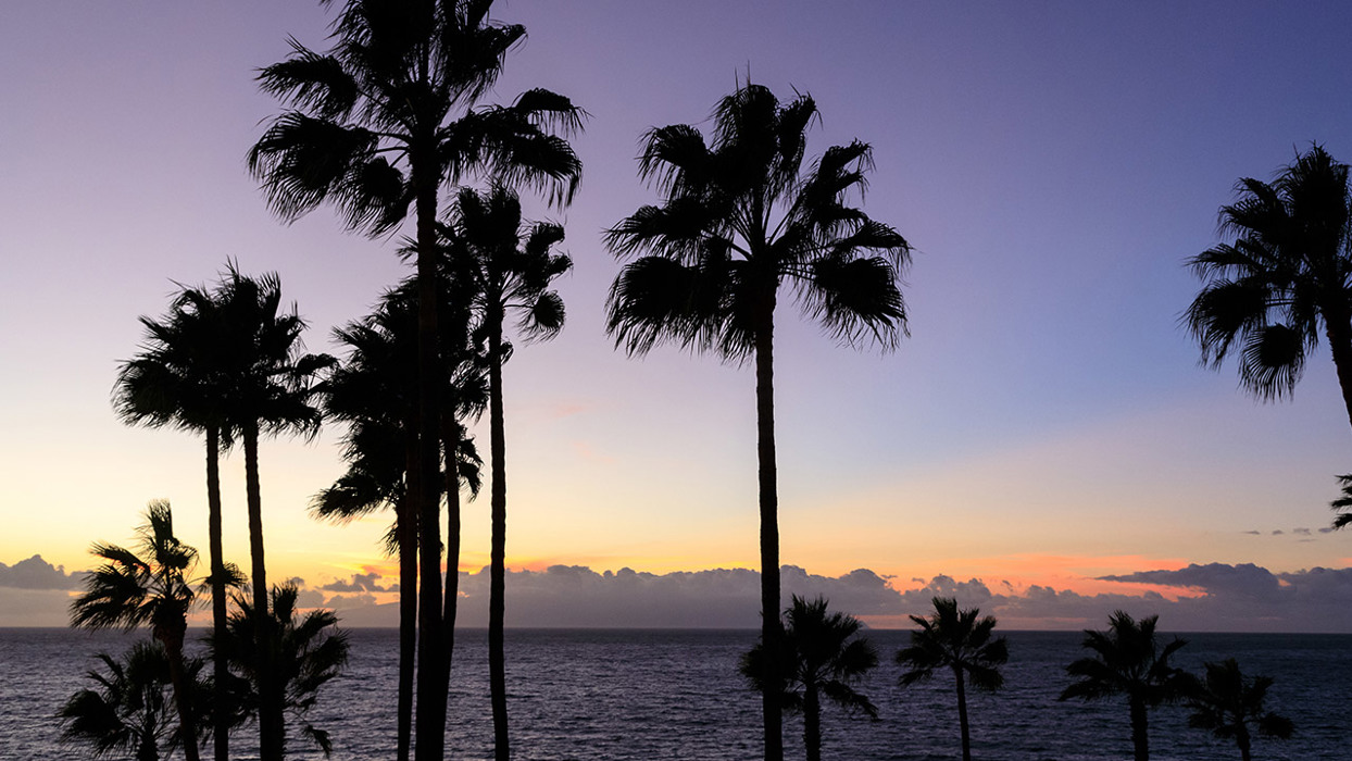Florida Palm Trees