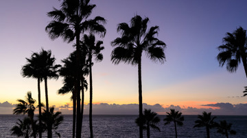 Florida Palm Trees