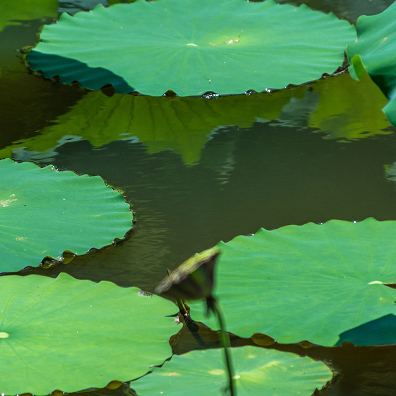 White Lilypads