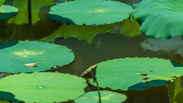 White Lilypads