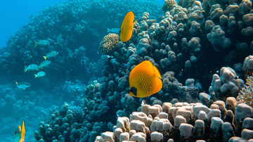 Yellow fish swimming near coral