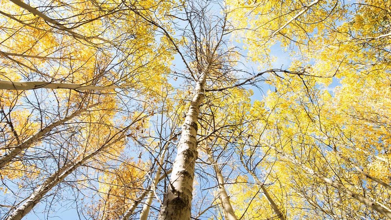 Tree Canopy 