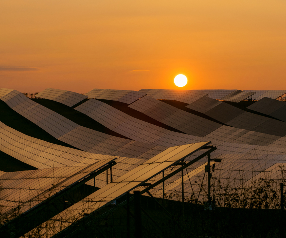 Field of solar panels at sunset