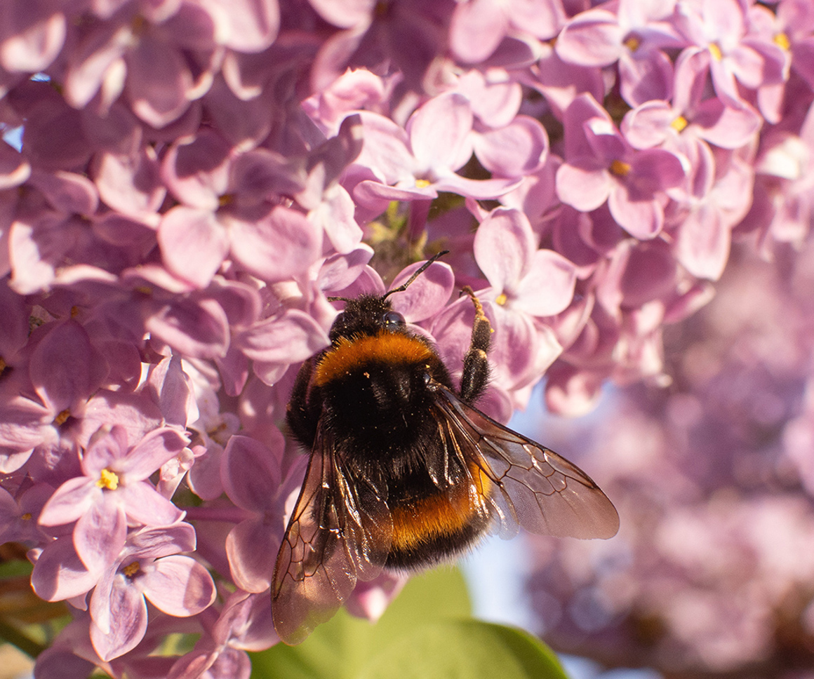 Bumblebee on pink flowers