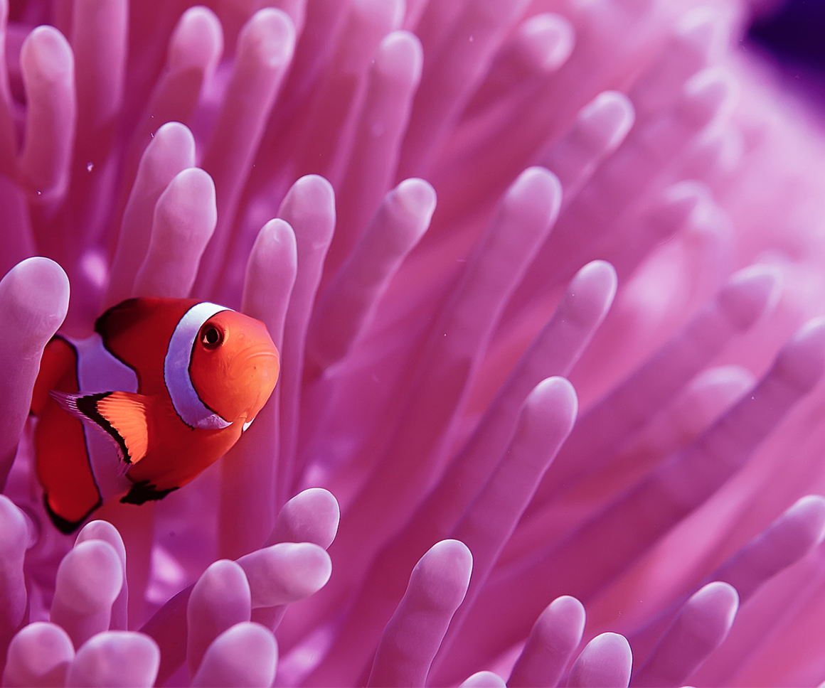Clownfish in an anemone