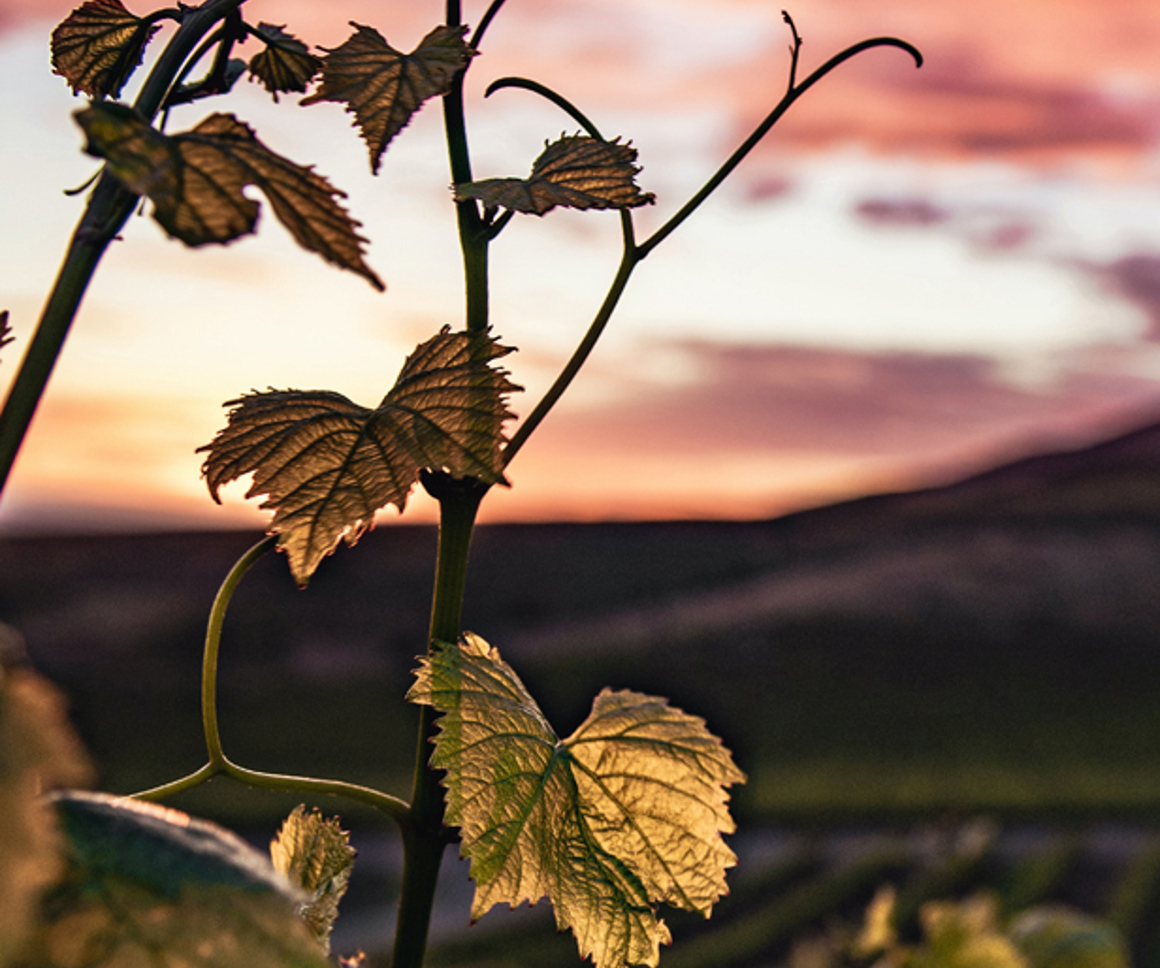 Sunset through vine leaves