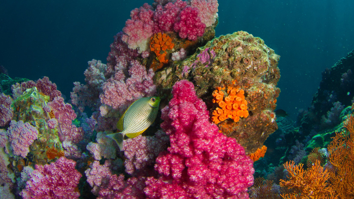 Bright coral