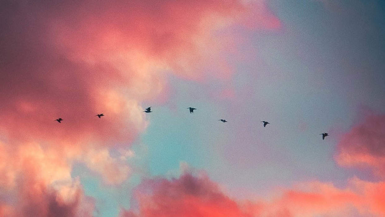 Birds in flight across a pink cloudy sky
