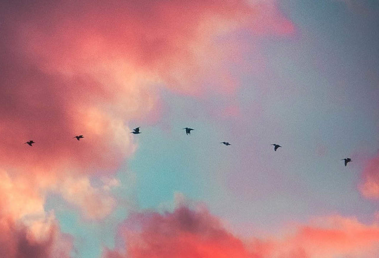 Birds in flight across a pink cloudy sky