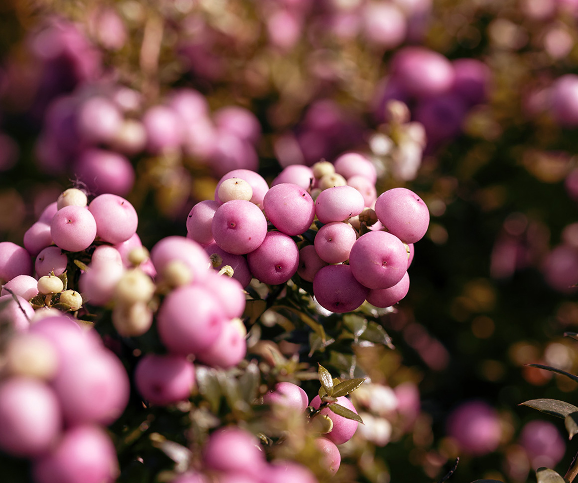 Pink berries