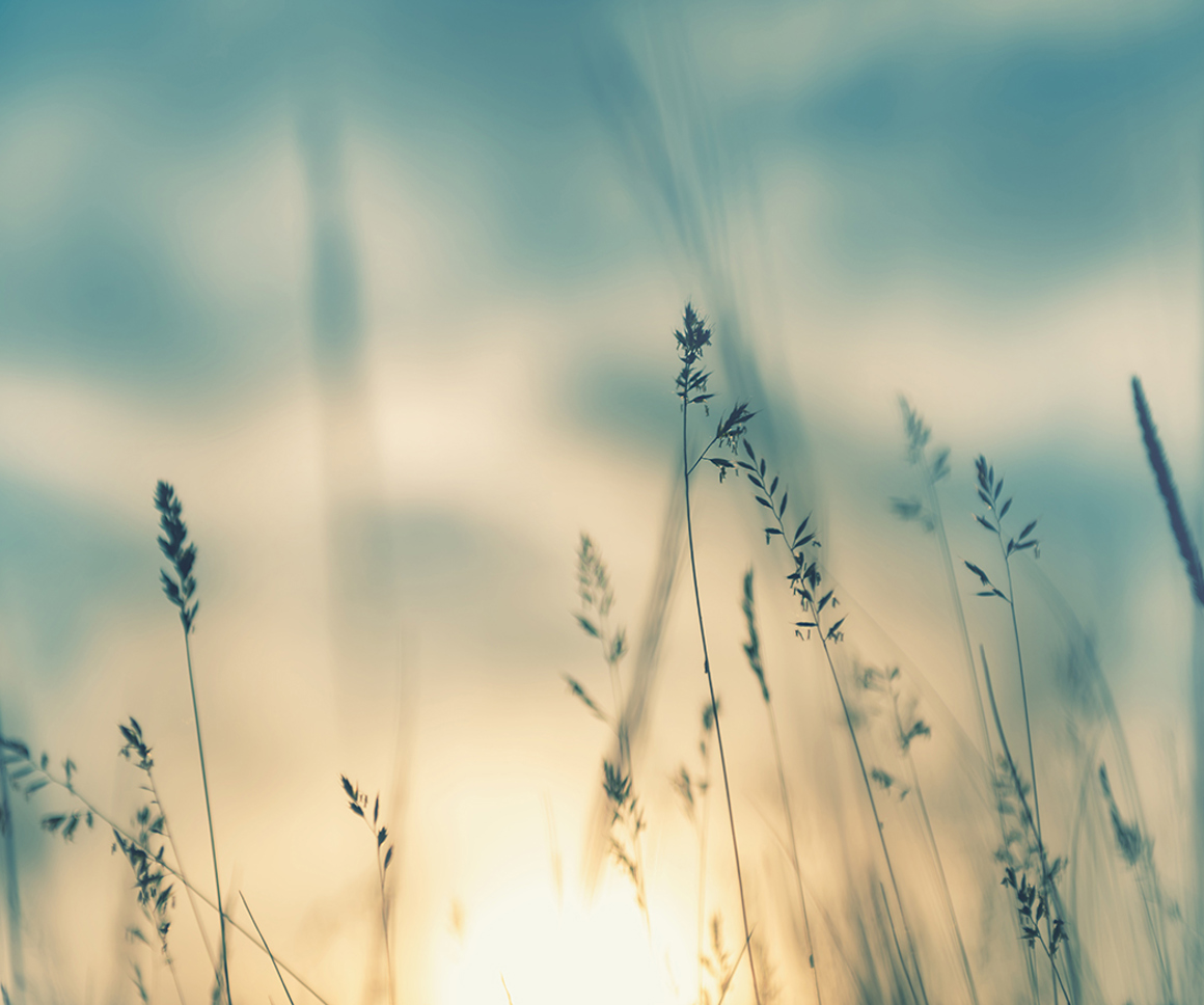 Hazy flowers in front of the sky