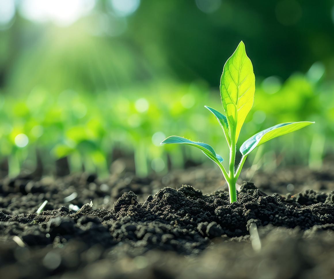 Plant shoots in the ground