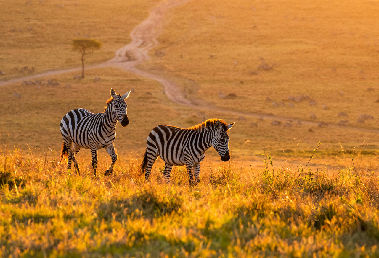 Zebras in a field