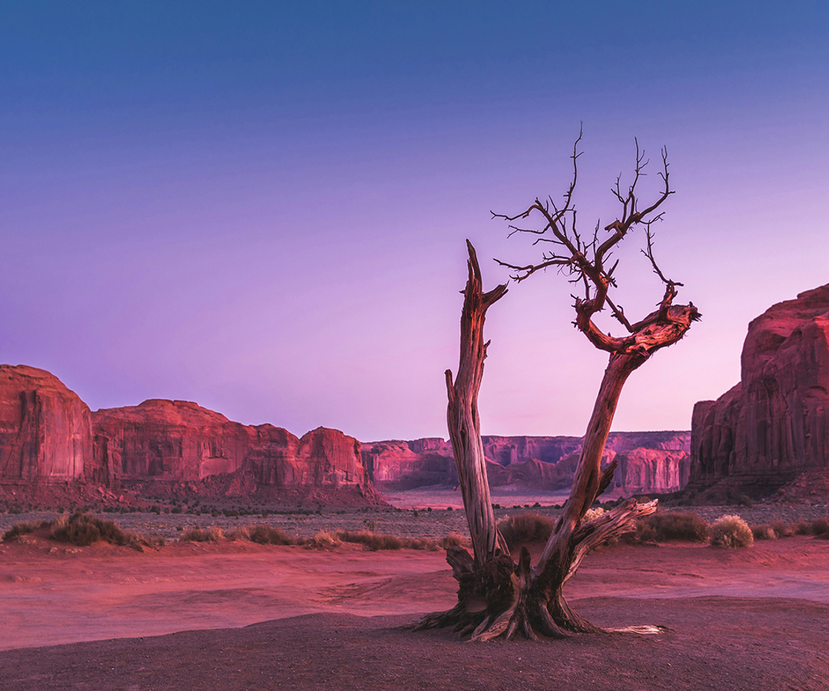Tree in a desert