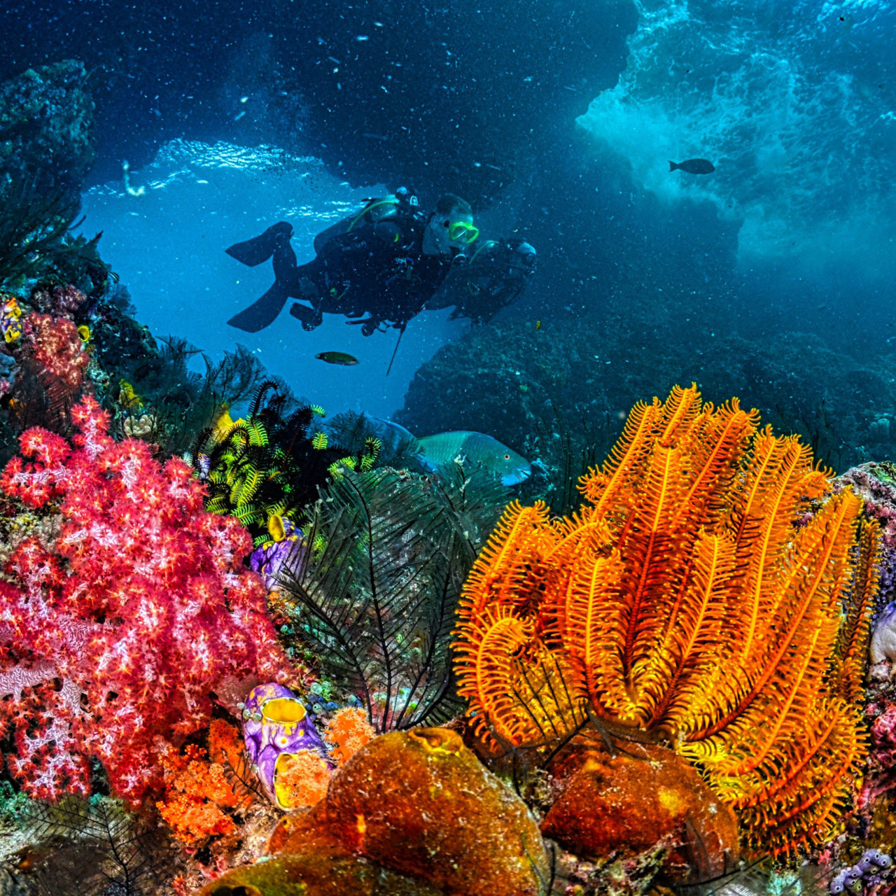 Diver near colourful coral