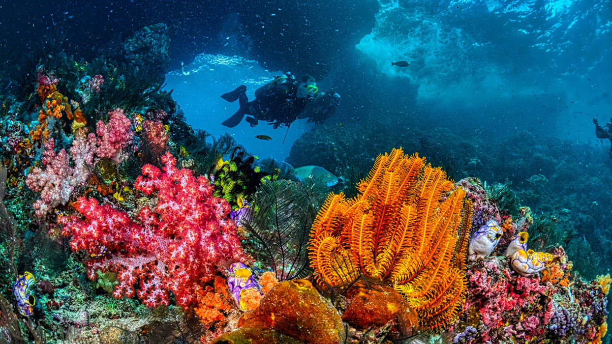 Diver near colourful coral