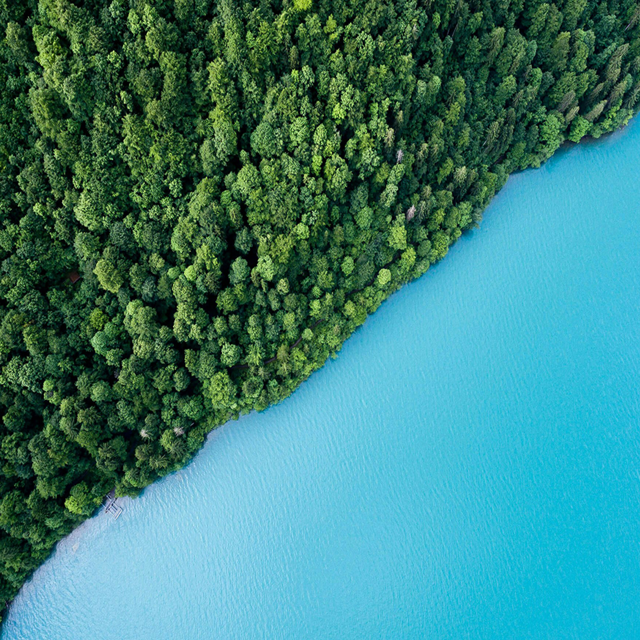 Arial view of forest on bright blue water's edge