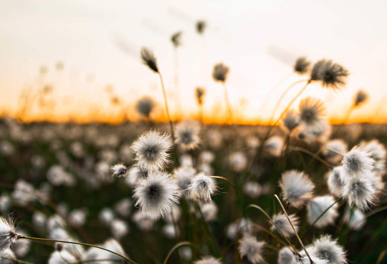 Field of wildflowers at sunset