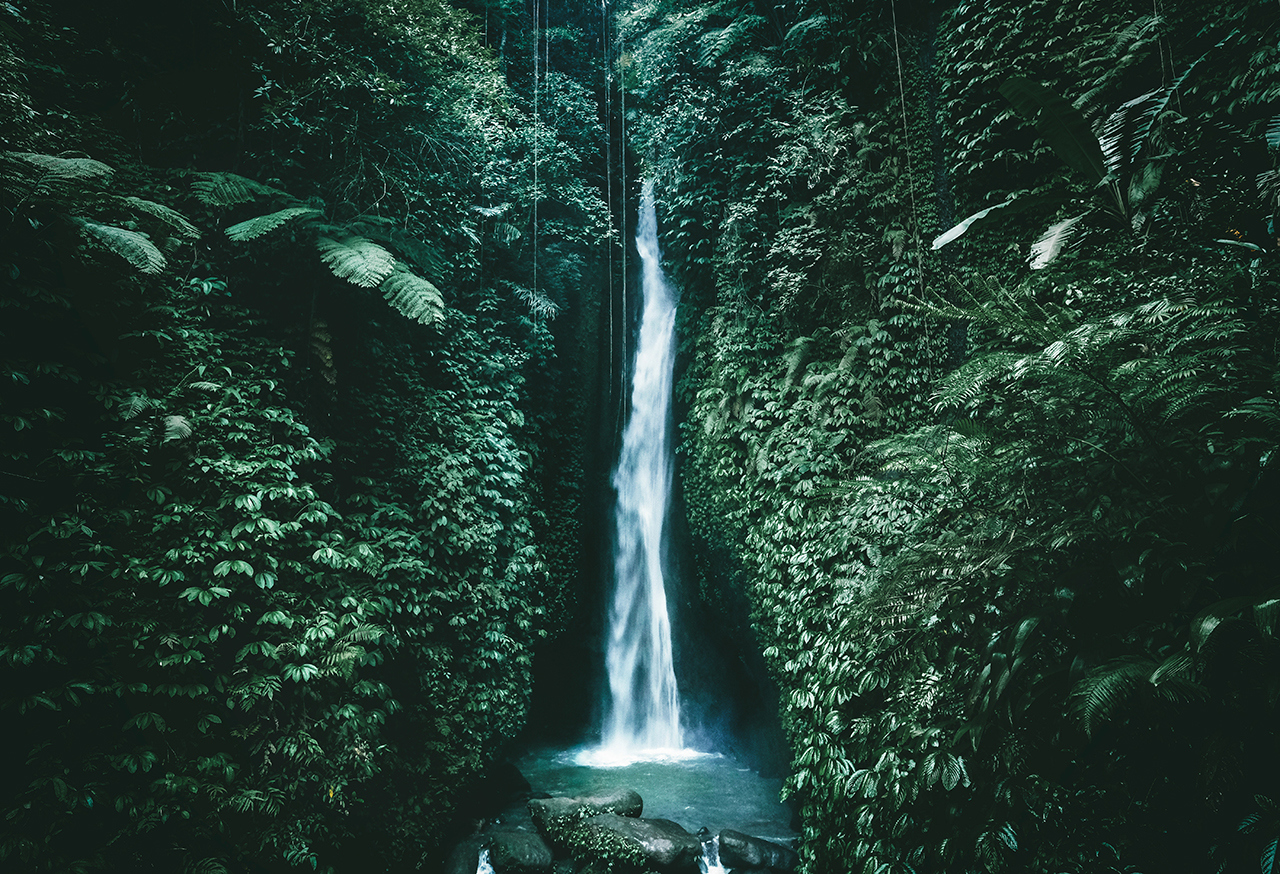 Waterfall in a lush forest